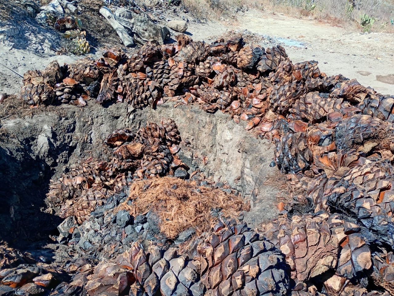 Proceso de cocción del maguey
