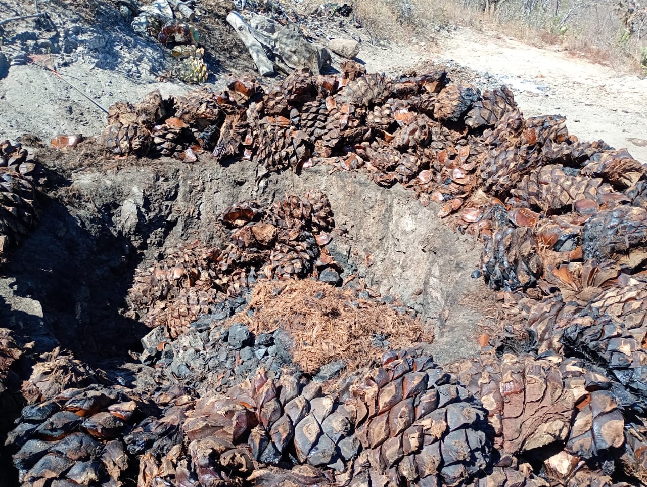 Cocción artesanal del maguey