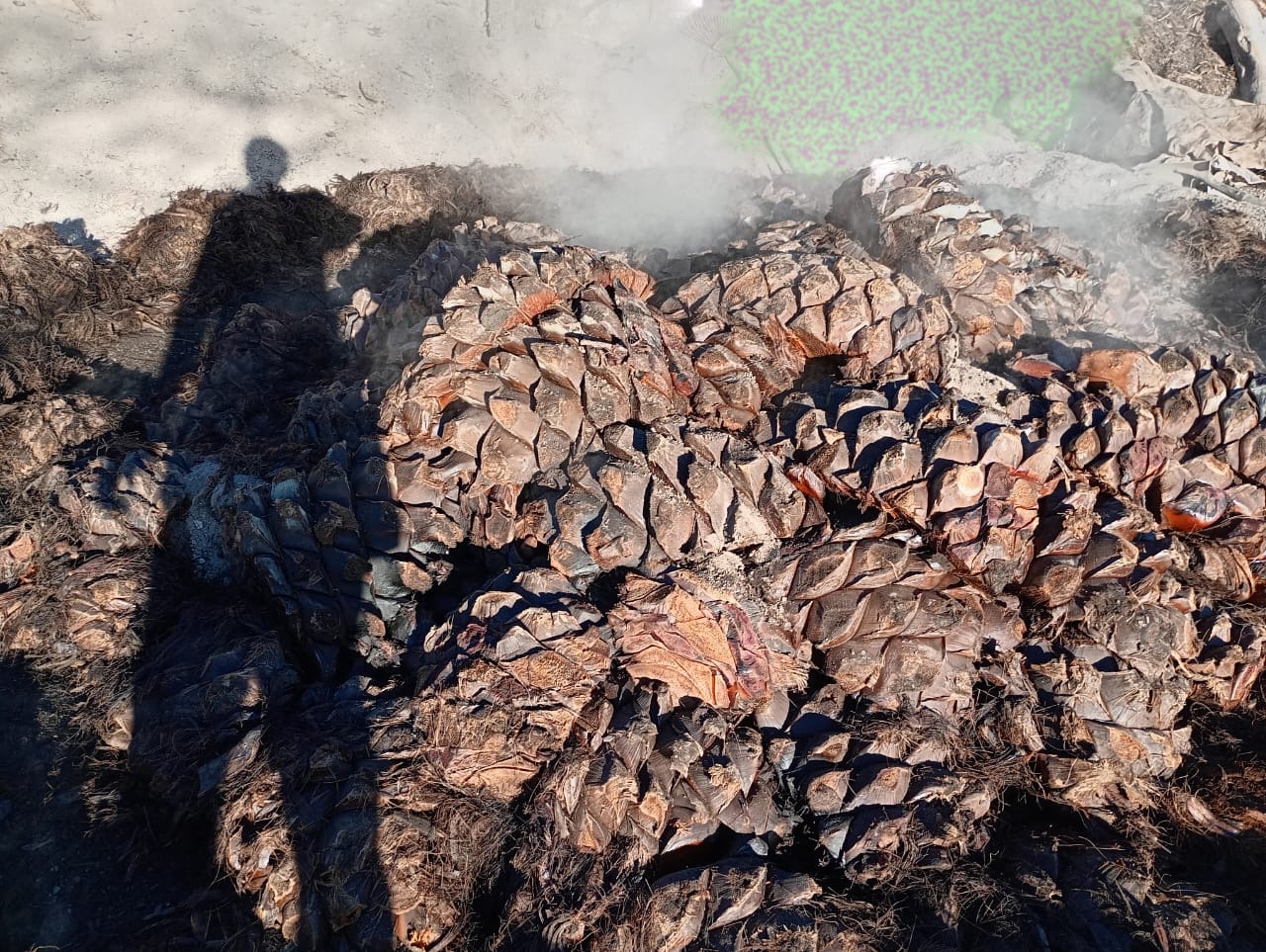 Maguey cocido en proceso artesanal