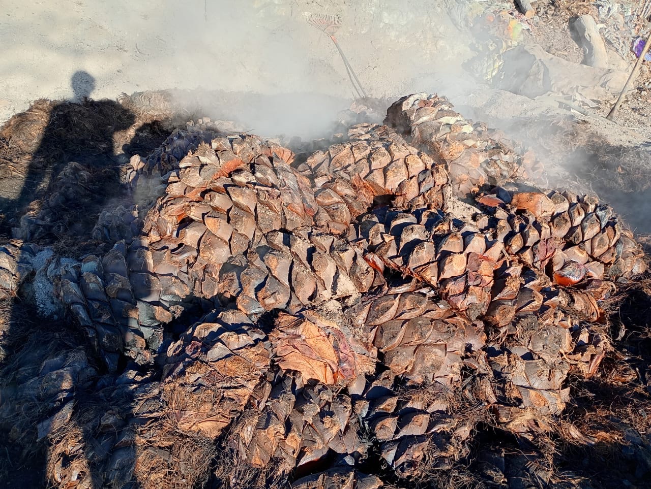 Proceso artesanal del mezcal Los Coyotes