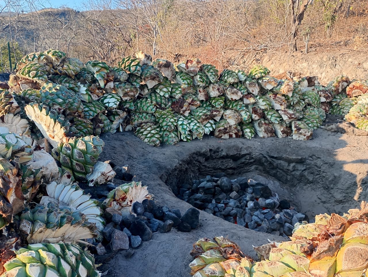 Piñas de maguey espadín en el proceso artesanal